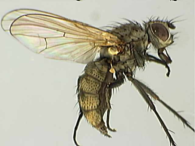 Anthomyiidae 3
